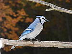 Click to see Y-JG-DSCN0981.JPG