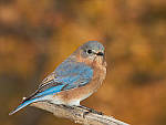 Click to see Y-JG-DSCN1000-MOD.JPG