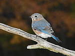 Click to see Y-JG-DSCN1006.JPG