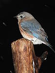 Click to see Y-JG-DSCN1025.JPG