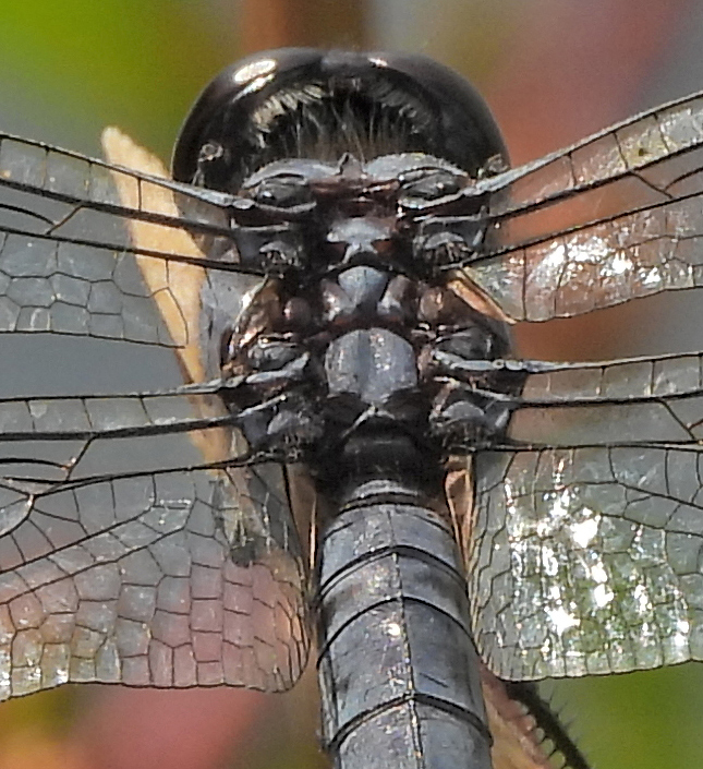 Nikon P1000 - Sample Image