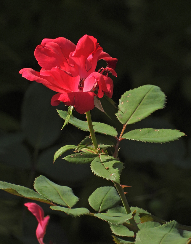 Nikon P1000 - Sample Image