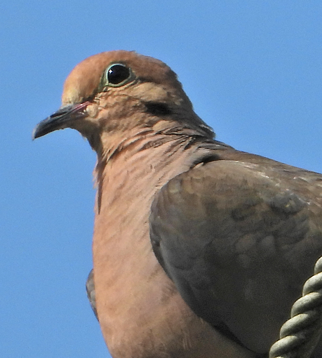 Nikon P1000 - Sample Image