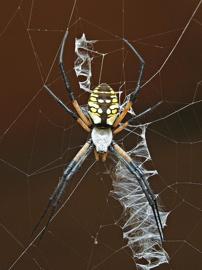 Nikon P1000 - Sample Image