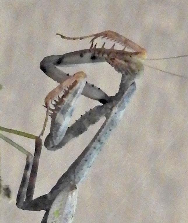 Nikon P1000 - Sample Image