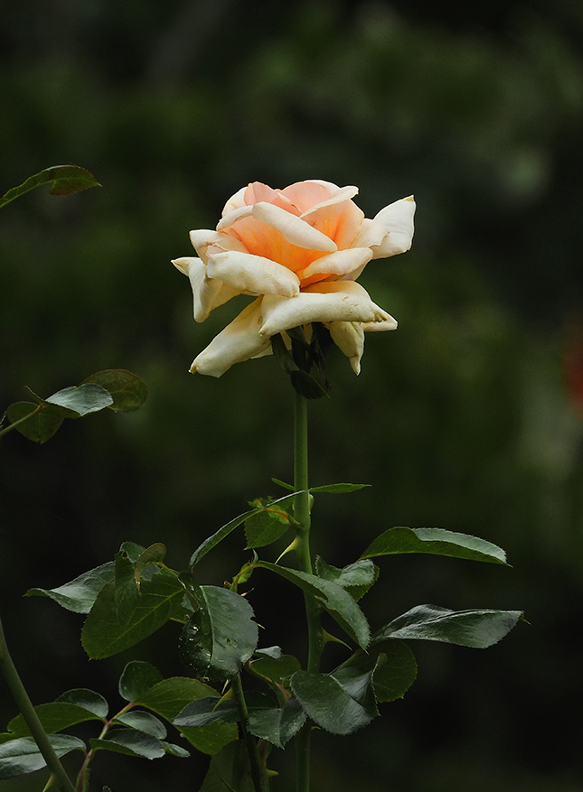 Nikon P1000 - Sample Image