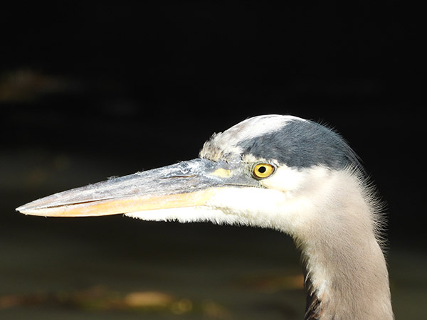 Nikon P1000 Review: Field Test -- Gallery Image
