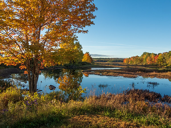 Nikon P1000 Review: Field Test -- Gallery Image