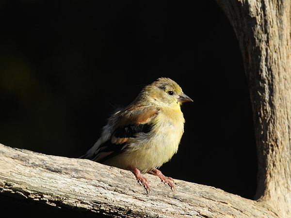 Nikon P1000 Review: Field Test -- Gallery Image