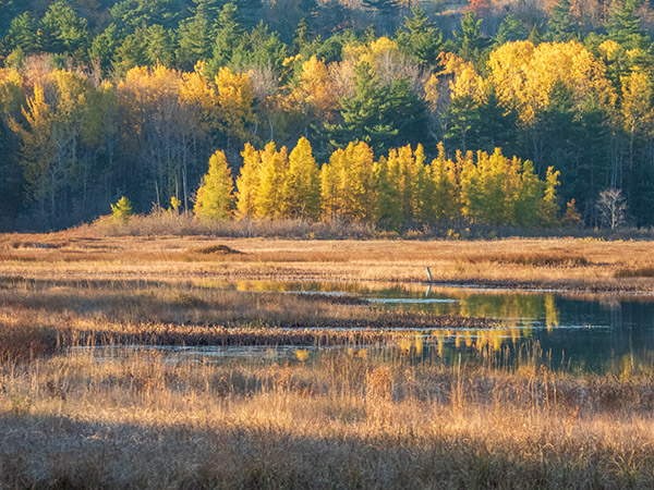 Nikon P1000 Review: Field Test -- Gallery Image