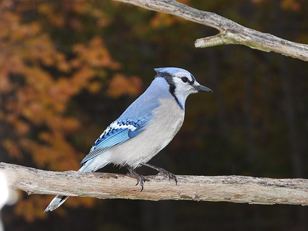 Nikon P1000 Review: Field Test -- Gallery Image