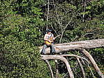 Click to see Y-P600-3-TRP-TELE.JPG