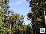 Click to see P7700PINE_VNX.JPG