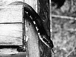 Click to see YDSCN0147.JPG