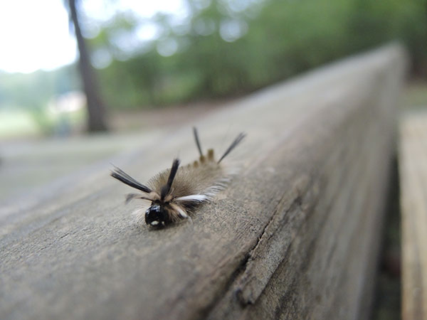 Nikon P7800  Review -- Gallery image