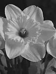 Click to see Y-D-JG_ISO-12800_FX-MD.JPG