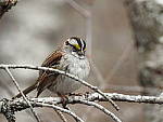Click to see Y-P900-JG-0522.JPG