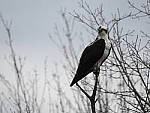 Click to see Y-P900-JG-0588.JPG
