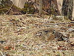 Click to see Y-P900-JG-0604.JPG