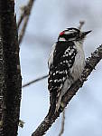 Click to see Y-P900-JG-0656.JPG