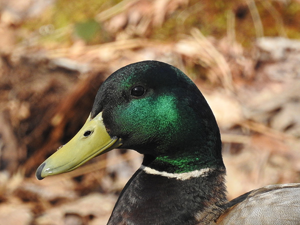Nikon P900 Review - sample gallery image