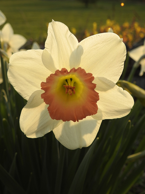 Nikon P900 Review - sample gallery image