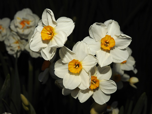 Nikon P900 Review - sample gallery image