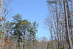 Click to see V2PINE.JPG