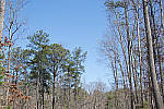 Click to see V2PINE_ACRu250r03.JPG