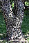 Click to see YDSC_2032.JPG