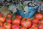 Click to see YDSC_2587.JPG