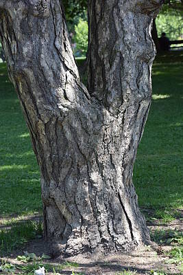 Nikon V3 review -- Sample photo