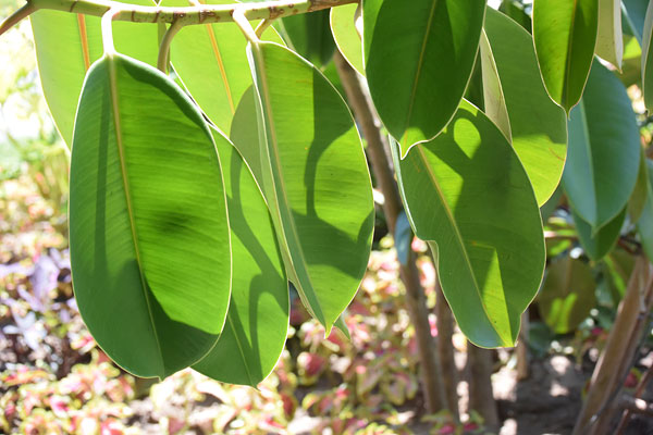 Nikon V3 review -- Sample photo