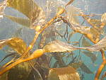 Click to see Y-DSCN0461-autocam.JPG