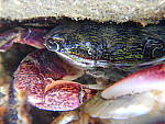 Click to see Y-DSCN0501macro.JPG