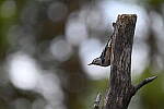 Click to see Y-JG-NIKON-Z5-0034.JPG
