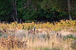 Click to see Y-JG-NIKON-Z5-0057-MOD.JPG