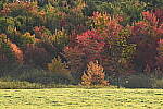 Click to see Y-JG-NIKON-Z5-0061.JPG