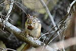 Click to see Y-JG-NIKON-Z5-0066.JPG