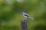 Click to see Y-JG-NIKON-Z5-0157.JPG