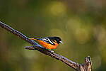 Click to see Y-JG-NIKON-Z5-0186.JPG