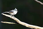 Click to see Y-JG-NIKON-Z5-0188.JPG