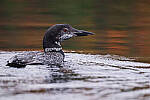 Click to see Y-JG-NIKON-Z5-0213-MOD.JPG