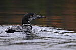 Click to see Y-JG-NIKON-Z5-0213.JPG