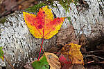 Click to see Y-JG-NIKON-Z5-0257-MOD.JPG