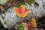 Click to see Y-JG-NIKON-Z5-0257.JPG