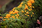 Click to see Y-JG-NIKON-Z5-0282.JPG