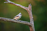 Click to see Y-JG-NIKON-Z5-0312-MOD.JPG