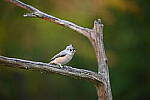 Click to see Y-JG-NIKON-Z5-0312.JPG