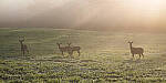 Click to see Y-JG-NIKON-Z5-0314-MOD.JPG